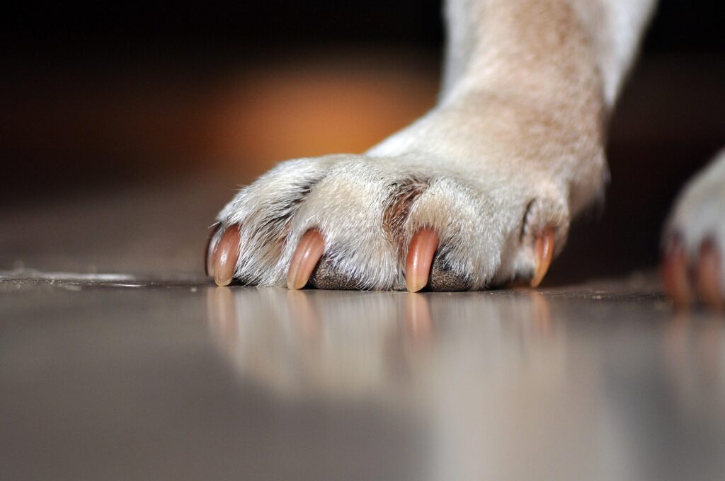 犬の爪のアップ写真(爪切りの話題導入に使用)