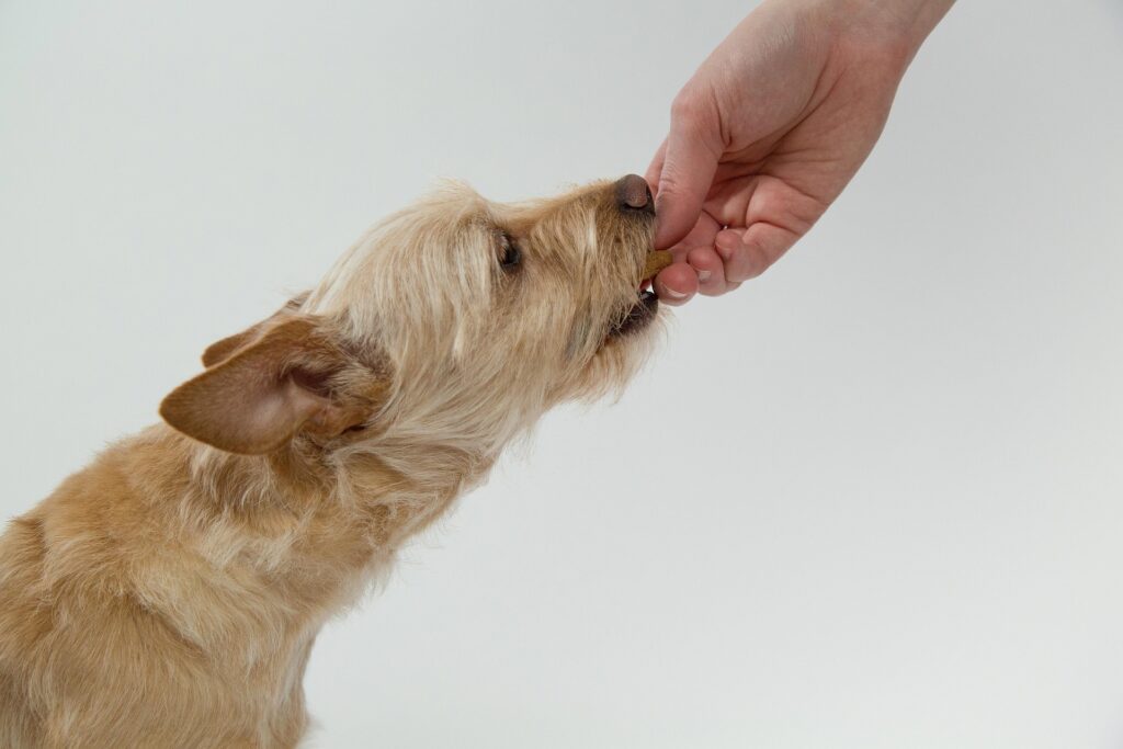 おやつを食べようとする犬